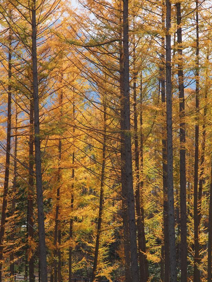Log Hotel Larch Lake Kanayama Minamifurano Екстериор снимка